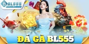 Đá gà BL555